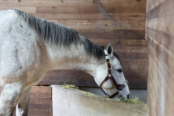 /Photo provided = Korean Horse Association
