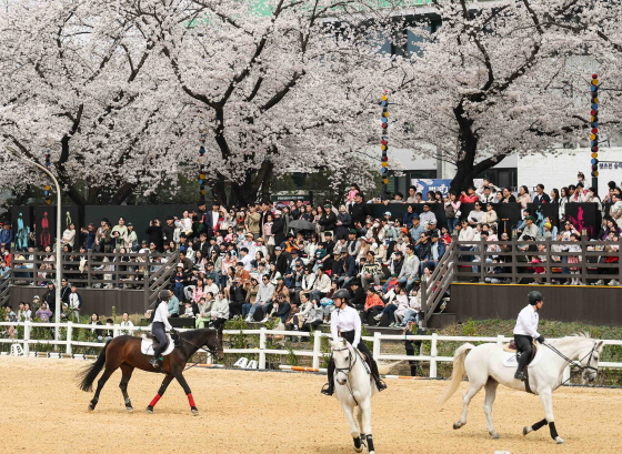 =照片제공韩国马事会。
