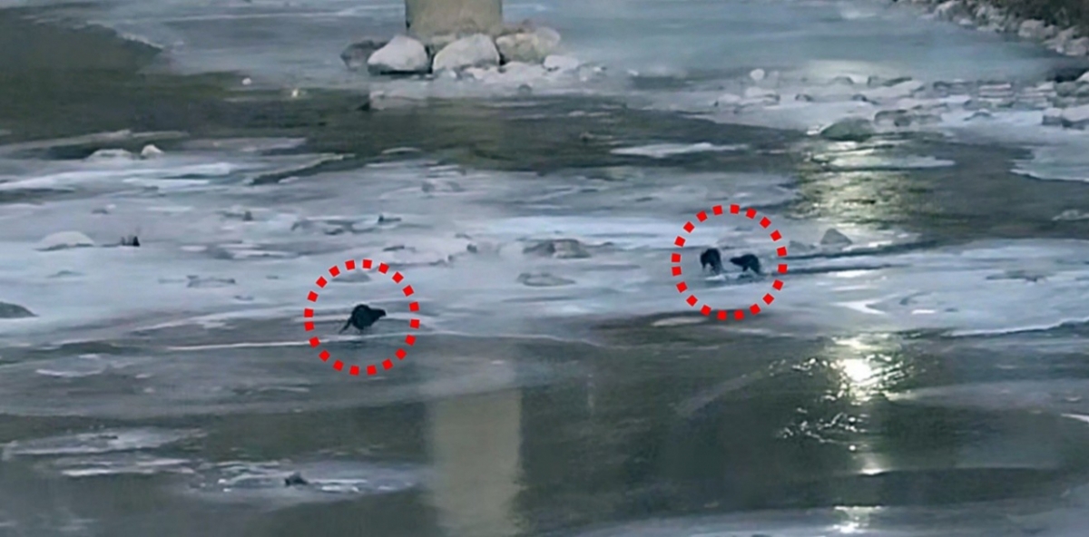 2026年1月9日上午7点30分左右,庆尚北道奉化郡石浦面永丰石浦冶炼所职员在上班路上,在冶炼所前的河川发现了3只水獭,并进行了拍摄。