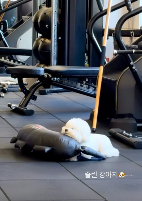 =宋慧乔宠物狗红宝石/照片=宋慧乔SNS