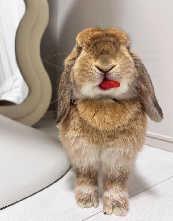 Ha Yeon Soo, thú cưng của bạn thỏ mayo / Ảnh = SNS của Ha Yeon Soo