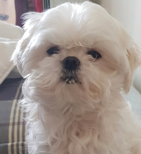 花粉/写真=ク·ソンファンのインスタグラム