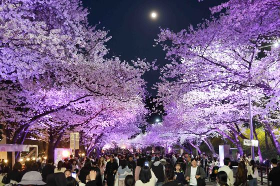 /Cung cấp ảnh = Hội đua ngựa Hàn Quốc