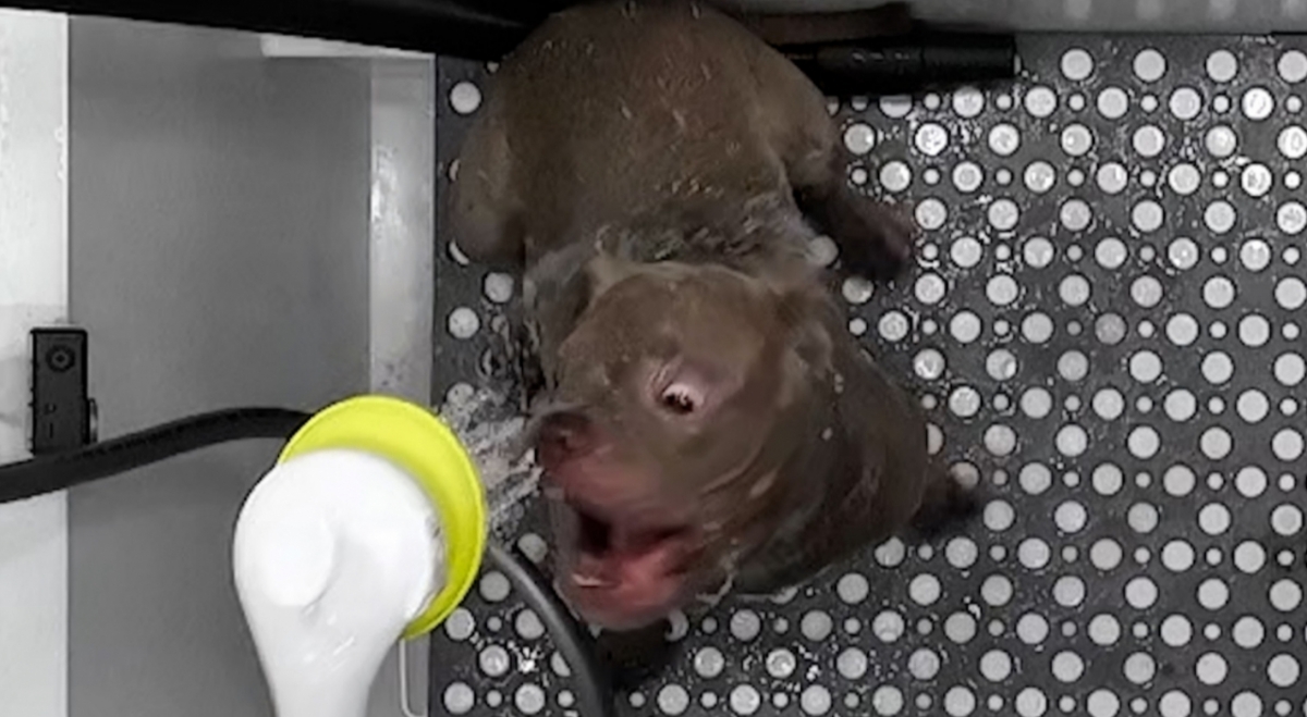 /Фото = Канал A