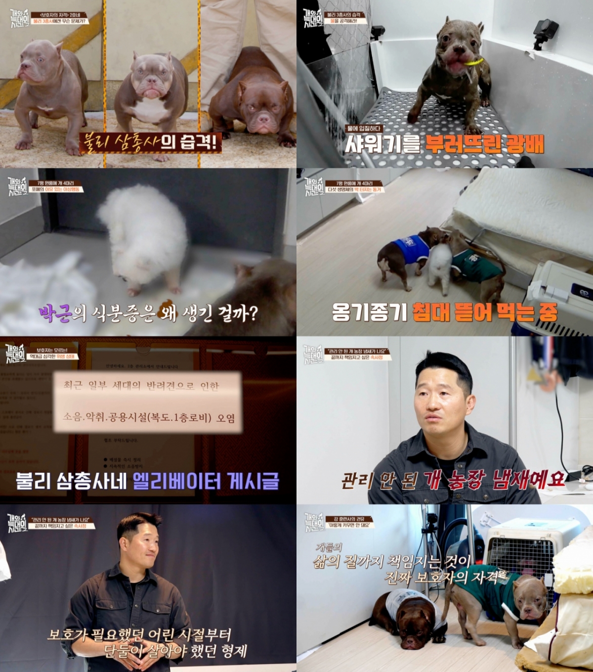 /Photo = 'Time of Dogs and Wolves 2'