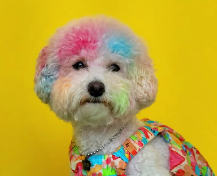 /写真=ワンちゃんフェイスペイント