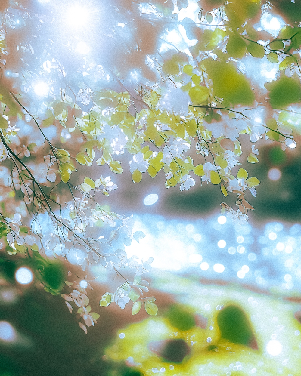 Photo courtesy = Amoeba Culture