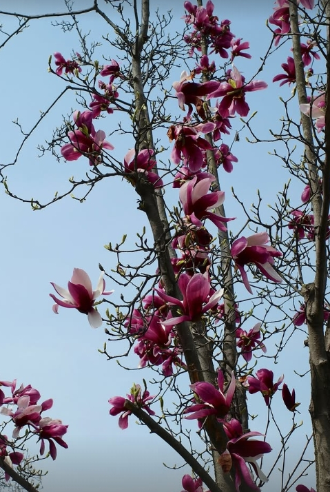 /Ảnh = Tài khoản cá nhân của Lee ARMY