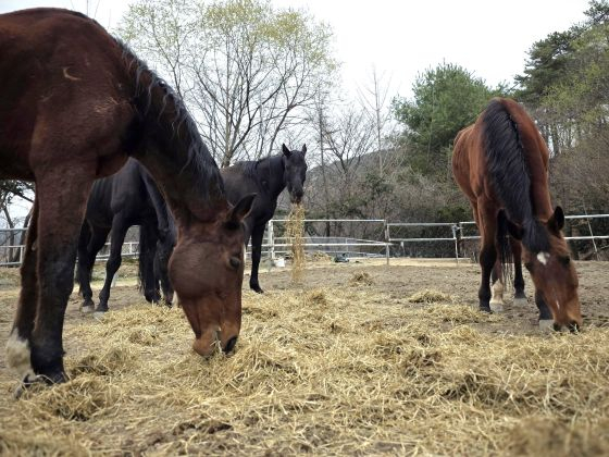 =照片제공韩国马事会。