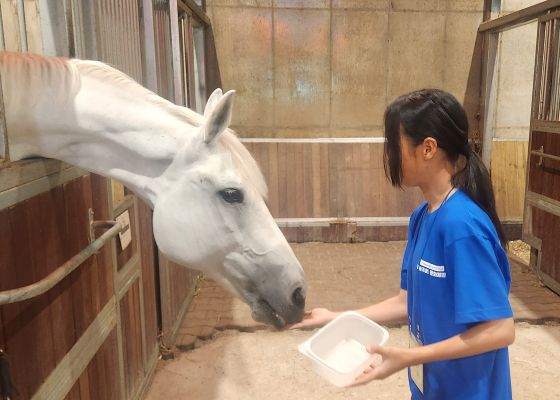 /Cung cấp ảnh = Hội đua ngựa Hàn Quốc