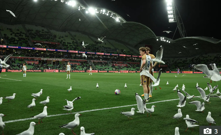경기 중 덮친 수백 마리 '갈매기 떼' 사상 초유의 난장판... 멘붕 온 선수·심판들 "감튀나 던져줘라"