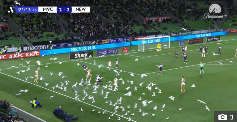 A flock of seagulls covering the stadium. /Photo=The Sun archive