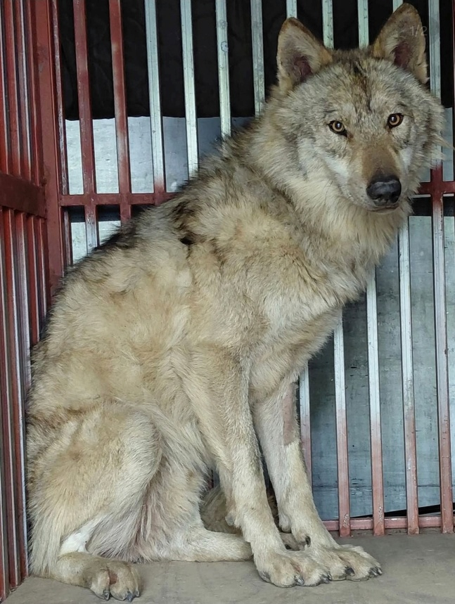 Hình ảnh con sói trốn thoát khỏi Daejeon thế giới đã trở lại bình an vô sự vào ngày 17 vừa qua. Ảnh = Cap màn hình SNS chính thức của thành phố Daejeon