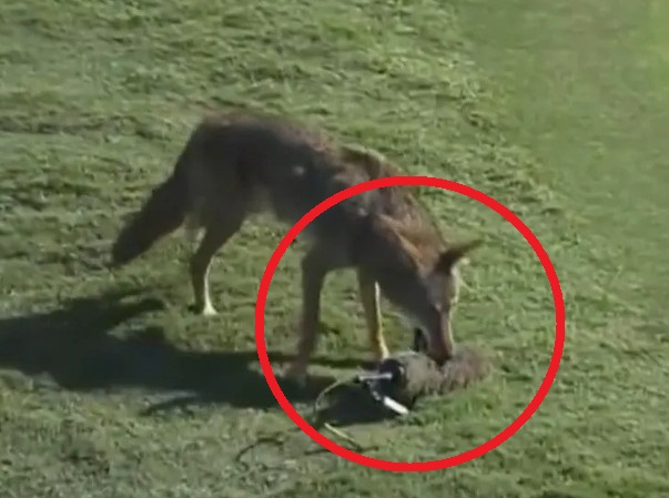 A wild wolf intruded during an LPGA tour event, mistaking a broadcast microphone for food and biting it, sparking an absurd commotion. /Photo=The Sun
