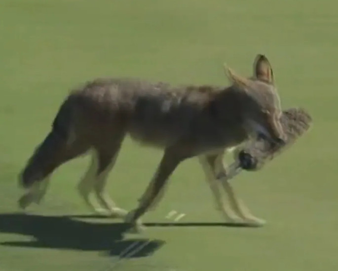 A wolf running away with a microphone in its mouth. /Photo=The Sun