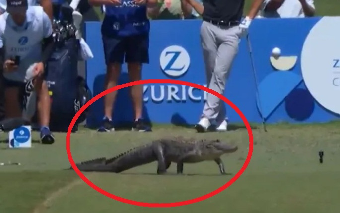 Крокодил, ворвавшийся в финальный раунд классического тура PGA Tour в Цюрихе, штат Луизиана, TPC Luisiana, штат Луизиана, США. /Фото = Больше солнца в муравейнике