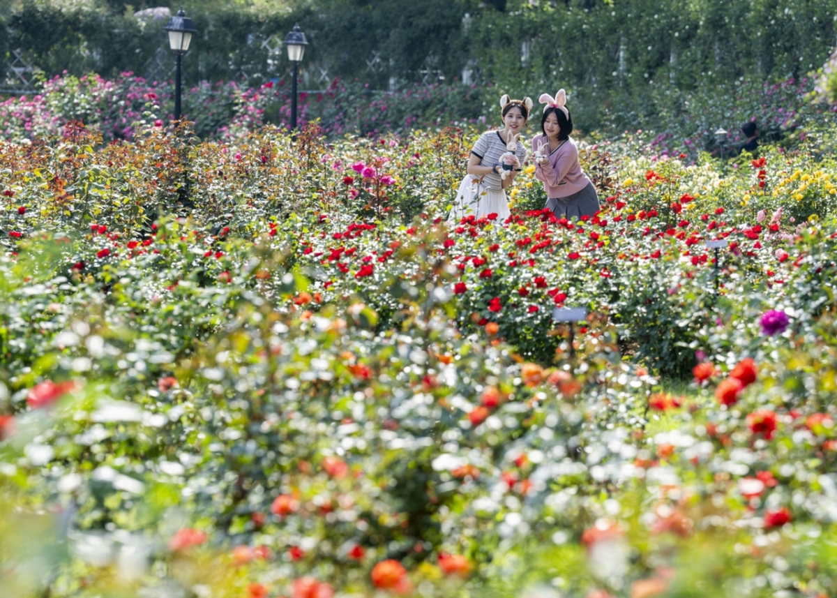 Rose Garden, donde se celebra el festival de rosas de Everland