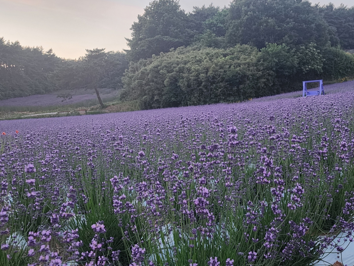At the lavender garden of Gochang Cheongnongwon, a violet wave is currently surging in full bloom.