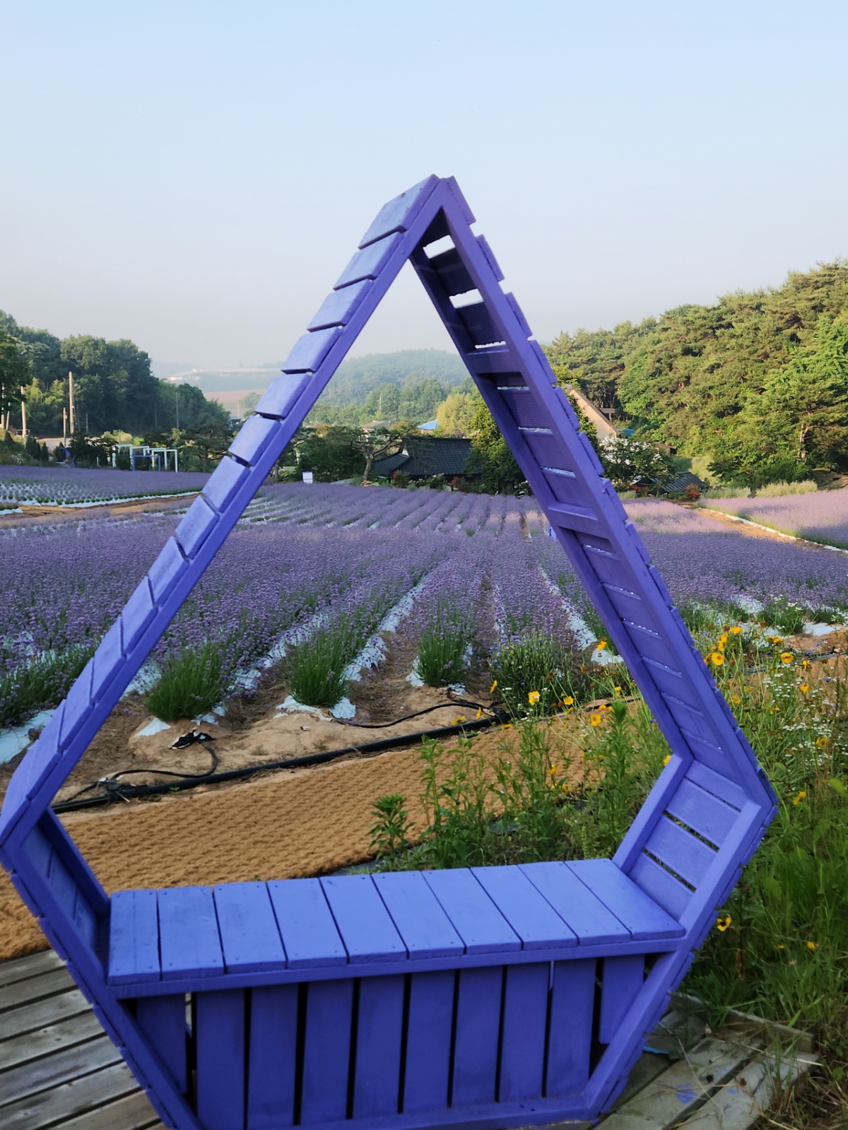 The lavender garden features photo spots scattered throughout. It is a perfect spot for affectionate couples to sit and leave behind memorable photos.
