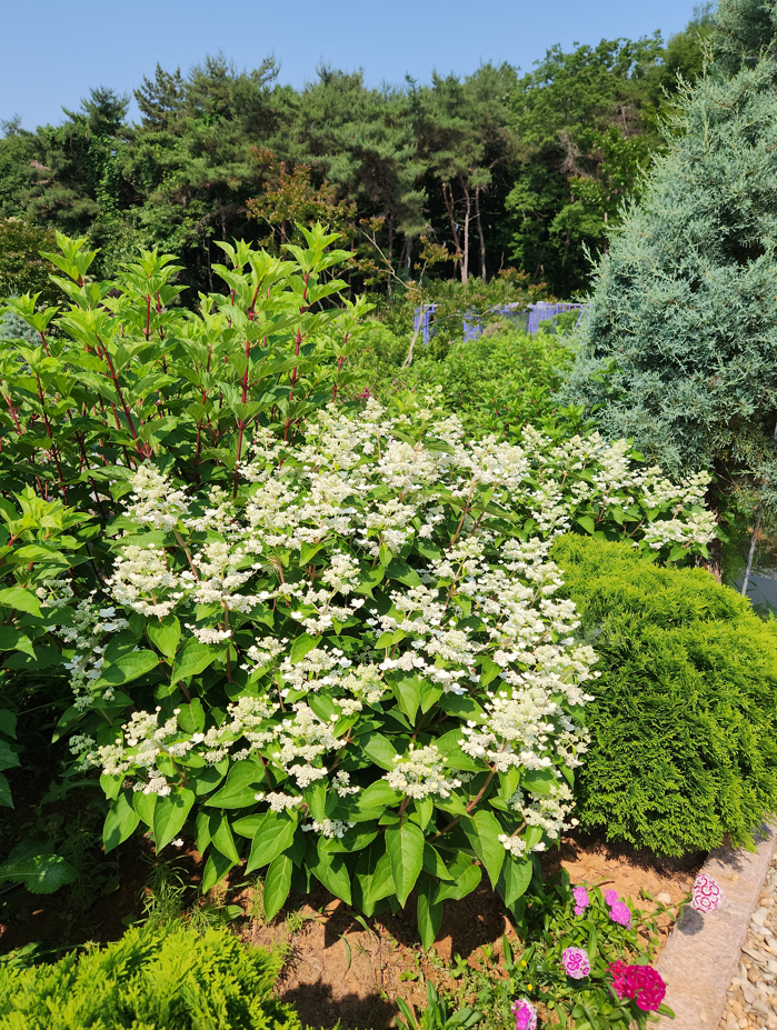 Hydrangeas are blooming around the lavender garden, creating a striking color contrast.