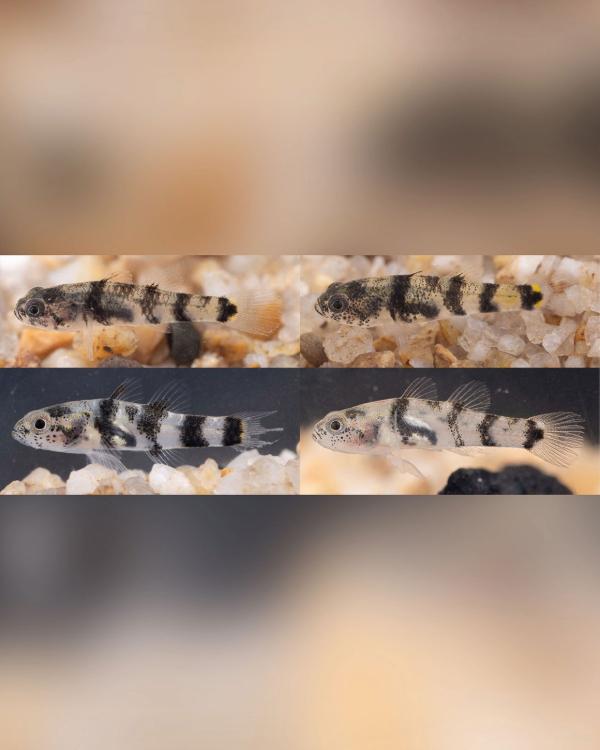 Brachygobius jennie publicado en revista académica