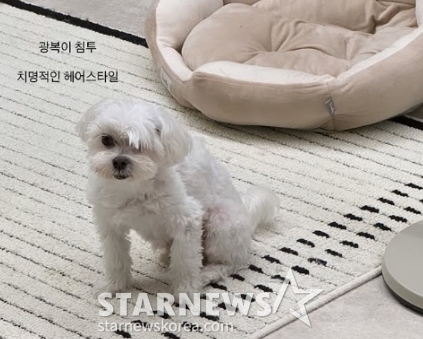 El día en que surgieron las dudas sobre el divorcio, Lee Sol-i publicó en redes sociales una foto de su perro de compañía, Gwangbok-i.
