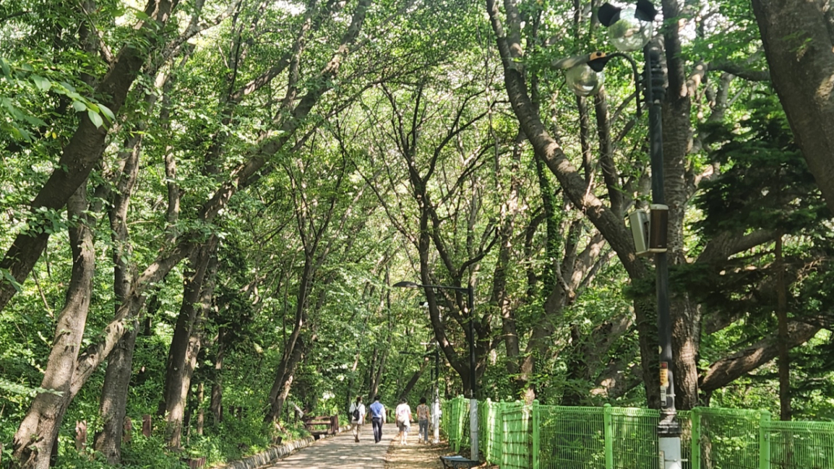 월미공원 산책로. 하늘을 덮은 나무들이 빼곡해 한여름에도 서늘한 산책을 할 수있다