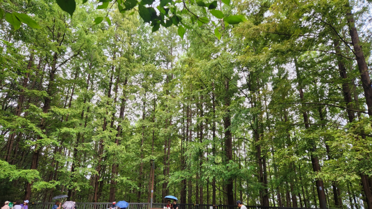 [K-TRAVEL⑨] 서울 안산...산책+등산+조망 3색 서울 투어