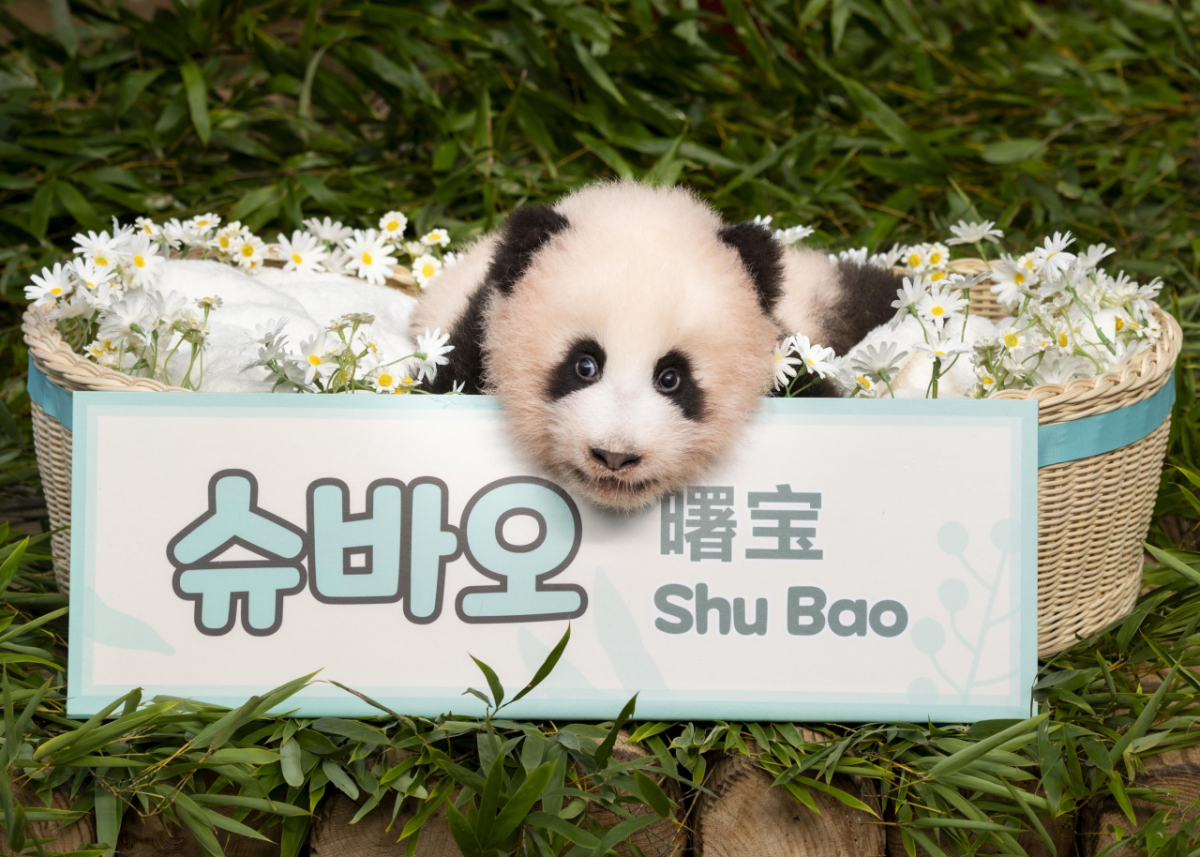 에버랜드, 100일 맞은 막둥이 아기 판다 이름은 '슈바오'