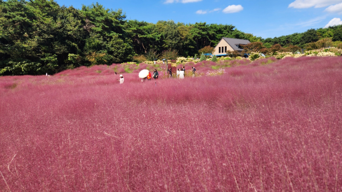 [K-TRAVEL ⑭] 고창 청농원...핑크빛 뭉게구름 피어 올린 가을철 힐링 여행지