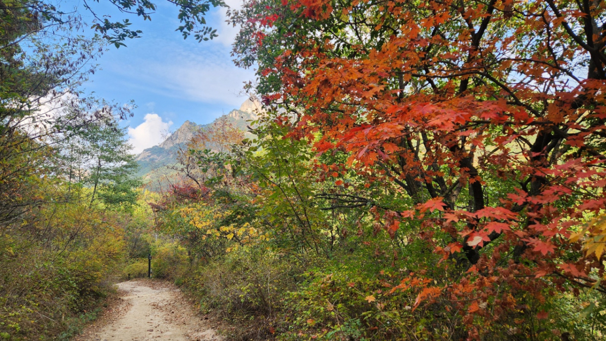 [K-TRAVEL ⑮] 북한산 우이령길...붉은 단풍 속으로 안내하는 서울의 가을 정원