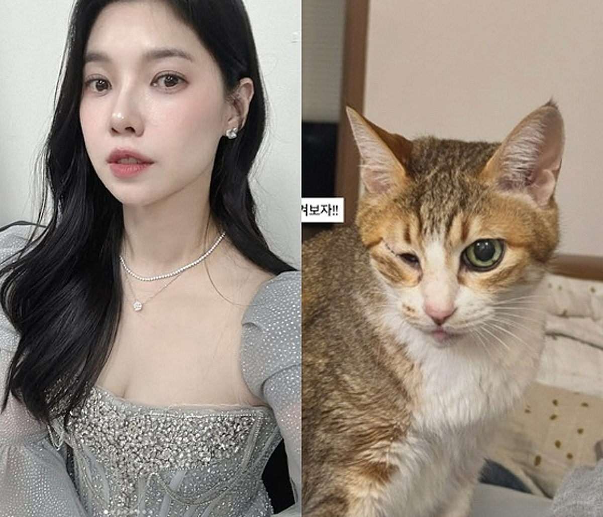 '이장원♥' 배다해, 각막 잃은 반려묘에 슬픔.."울 애기 다신 볼 수 없는 두 눈"