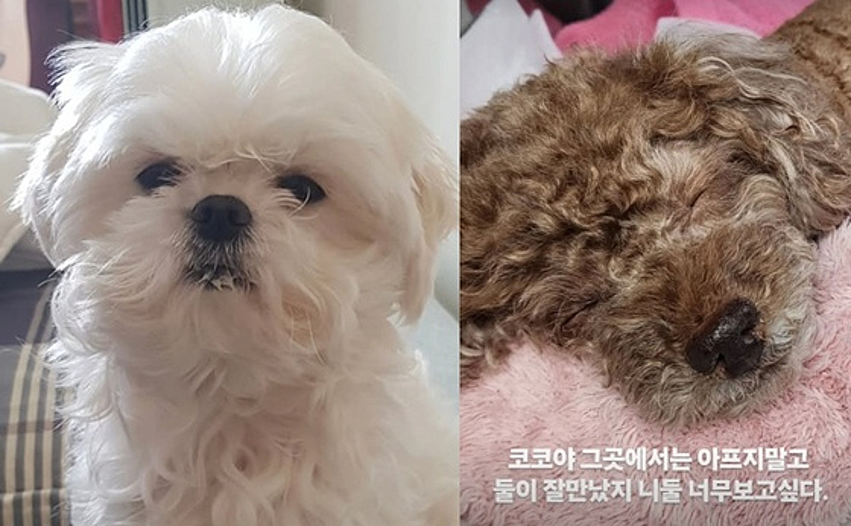 画像が削除されました