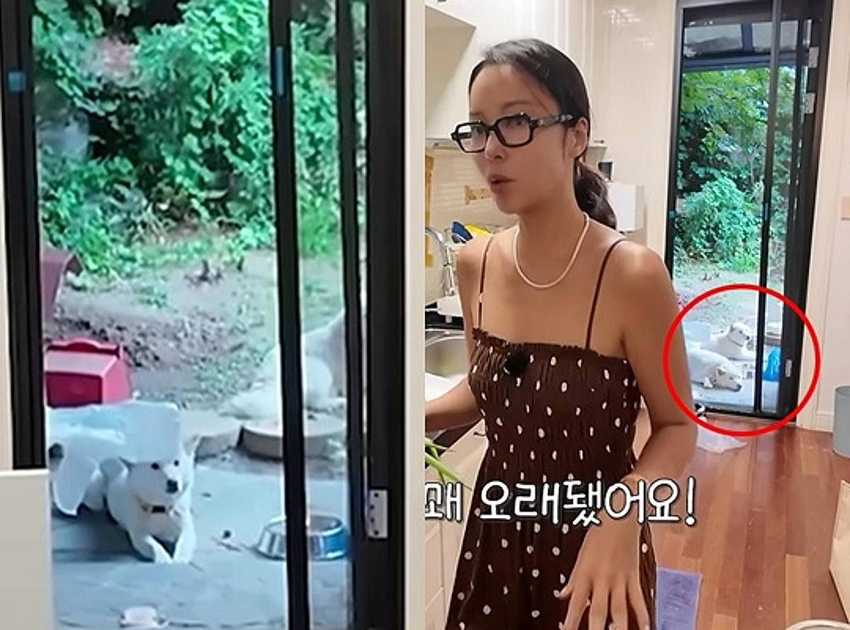 황정음, 안락사 위기 강아지 구조했는데.."폭염에 마당 방치" [스타이슈]
