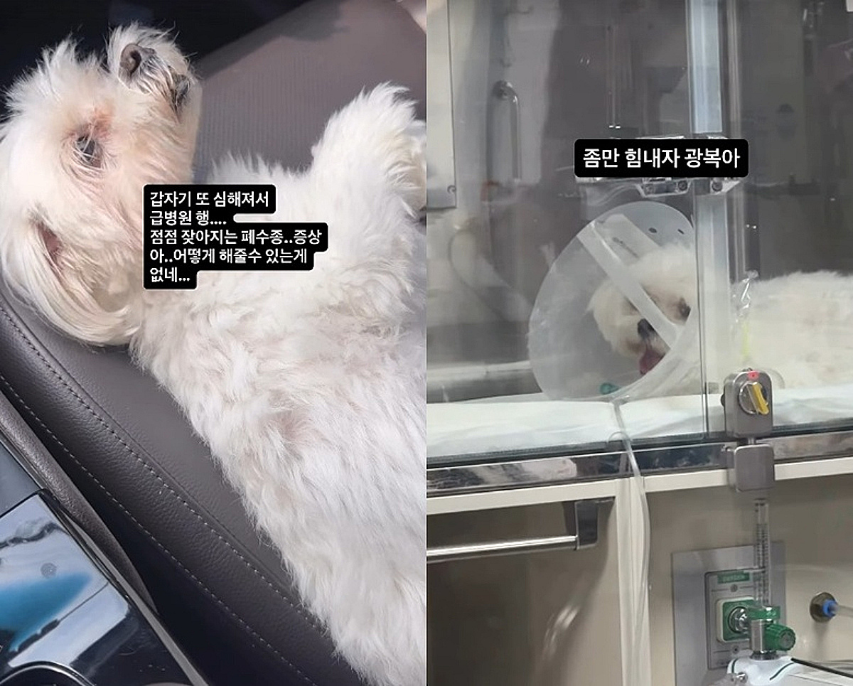 박성광, 반려견 '광복이' 호흡 곤란 걱정 "폐수종 점점 잦아져..해줄 수 있는 게 없어"