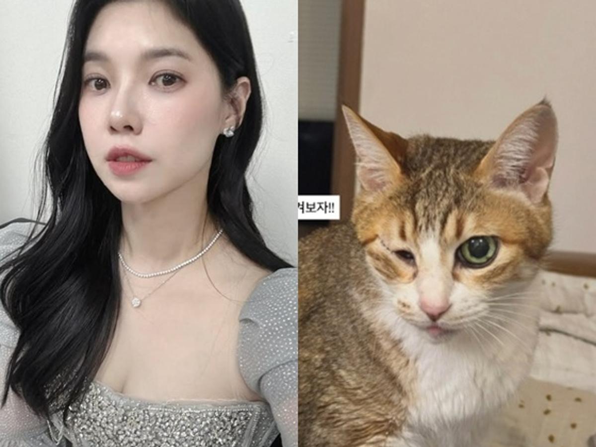 '이장원♥' 배다해, 각막 잃은 반려묘에 슬픔.."울 애기 다신 볼 수 없는 두 눈"