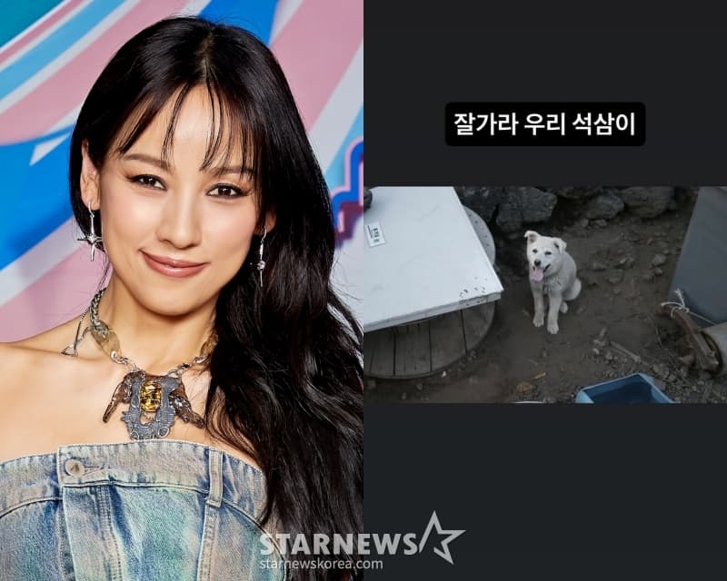 이효리 반려견 석삼이, 암 말기 투병 끝 강아지별로.."잘 가라" [스타이슈]