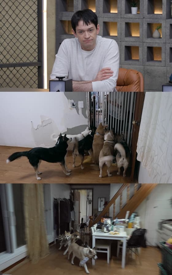 구더기 섞인 사료 먹으며 연명..대형견 7마리, 구조된 후 문제 행동 [개늑시2]