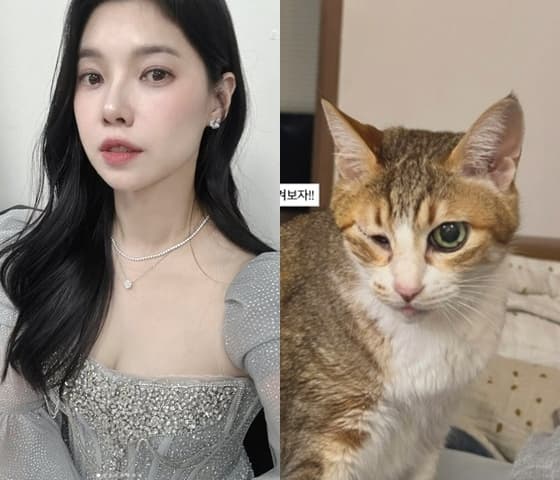 '이장원♥' 배다해, 각막 잃은 반려묘에 슬픔.."울 애기 다신 볼 수 없는 두 눈"