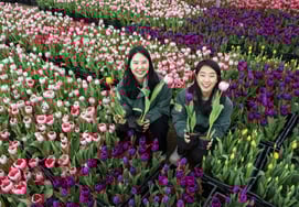 大步到来的春天..爱宝乐园郁金香庆典将于20日开幕