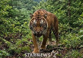 CG đáng tiếc của hổ sẽ được chỉnh sửa..Vương Sanam tự sáng tác [lập trường chính thức]