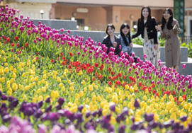 Эверленд откроет фестиваль тюльпанов 20-го числа.Наслаждаться весенними цветениями 1,2 миллиона цветов.