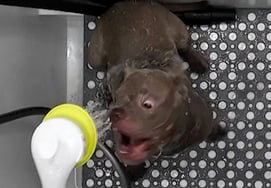 Когда я включаю воду, я бегу...Кан Хён Ук "Неконтролируемая" собака с сердечной улыбкой [Собачий волк 2]