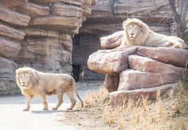 Everland mở Safari World mới với diện mạo hoang dã hơn