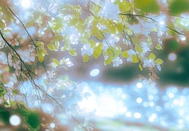 Spider to announce new project this spring.. 'Spring, You, ?' Revealed