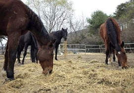 末梢干草国产化,热风干草价值认证