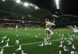 Hundreds of 'flocks of seagulls' descended during the match, causing an unprecedented chaos... Players and referees were stunned, shouting, "Just throw some fries at them!"