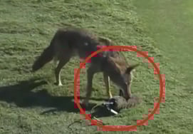 "Tôi nhớ đến con sói" con sói hoang đã lật ngược LPGA gây nhầm lẫn với thức ăn "Micro lông lá"... "Cắn ngay và chạy trốn"