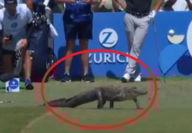 "Появляется настоящий крокодил." Во время игры PGA меня чуть не укусили: «Полный беспорядок» ... Игроки, которые готовились к выстрелу, выстроились в очередь на «Хонби Пэксан»