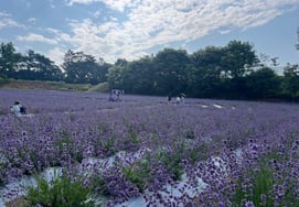 "El aroma violeta traído por el viento del Mar del Oeste ondea"... El Jardín Cheongnong de Gochang inaugura esta semana la "6.ª Fiesta de la Lavanda"